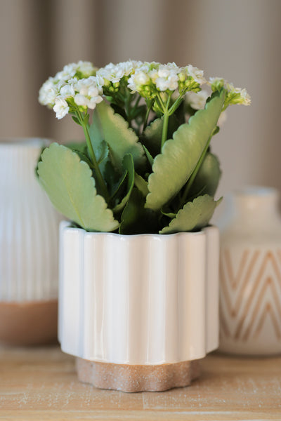 Shiraleah Loma Planter Vase, White - FINAL SALE ONLY